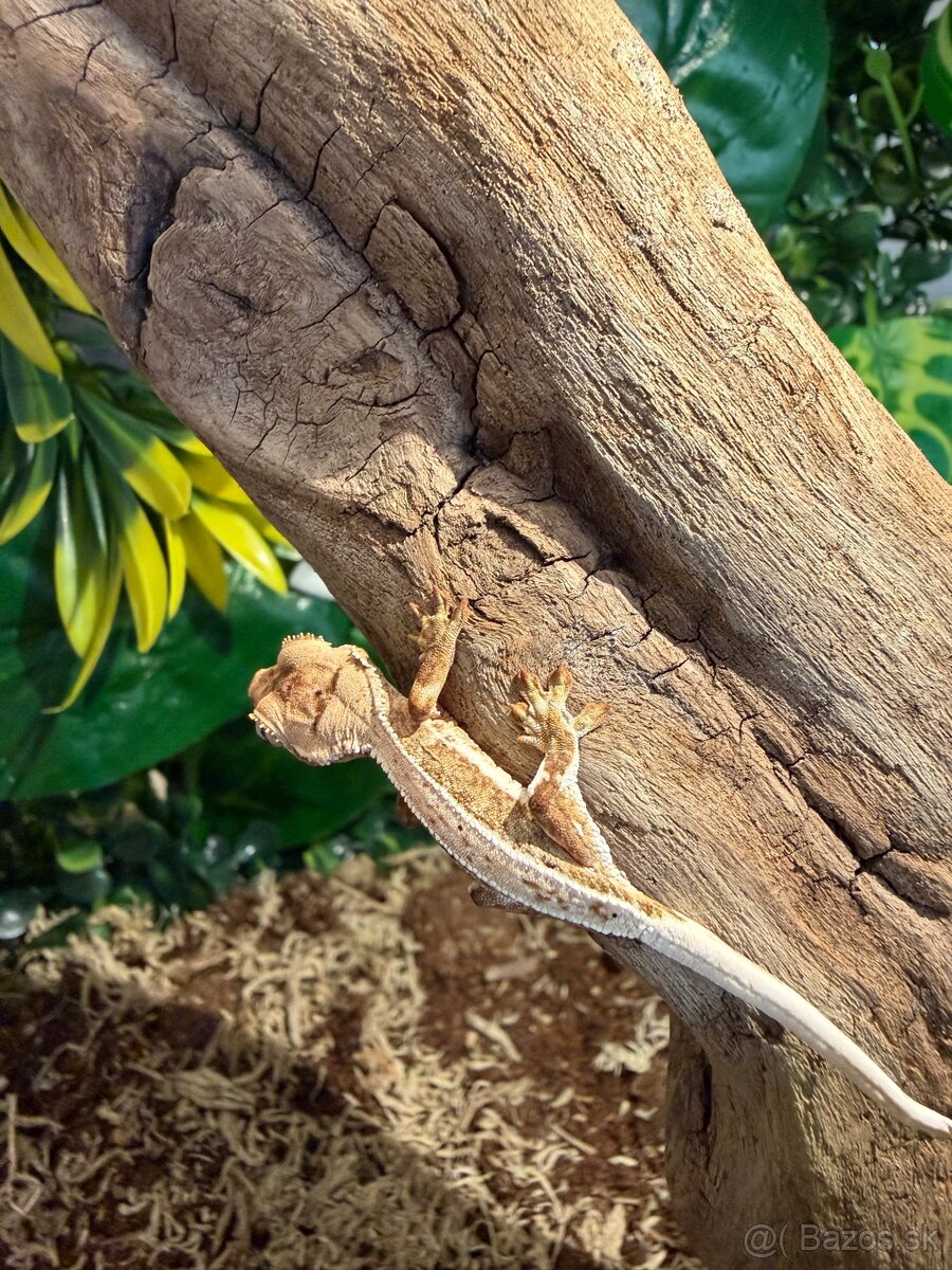 Terárium + Pagekon riasnatý - 5