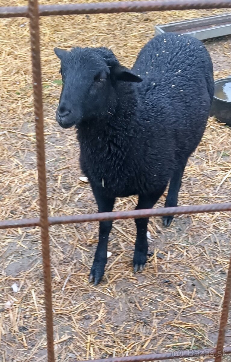 Kamerunský baran - 5