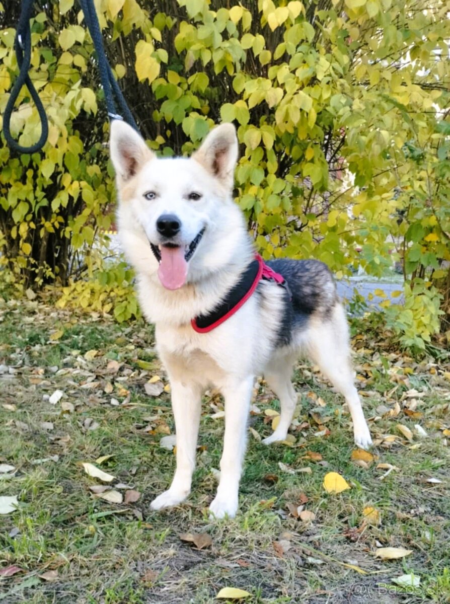 Darujem super spoločníka Axela - mix sibírsky husky - 5
