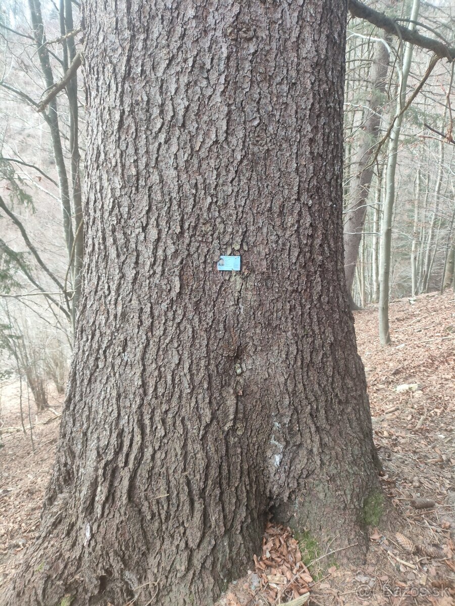 EXKLUZÍVNA INVESTÍCIA S OKAMŽITOU HODNOTOU: Pozemky s 85-roč - 5