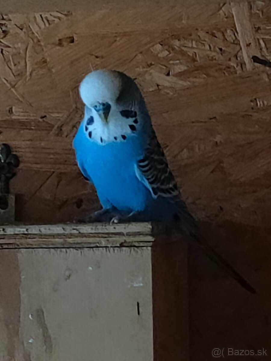 Výstavná andulka - 5