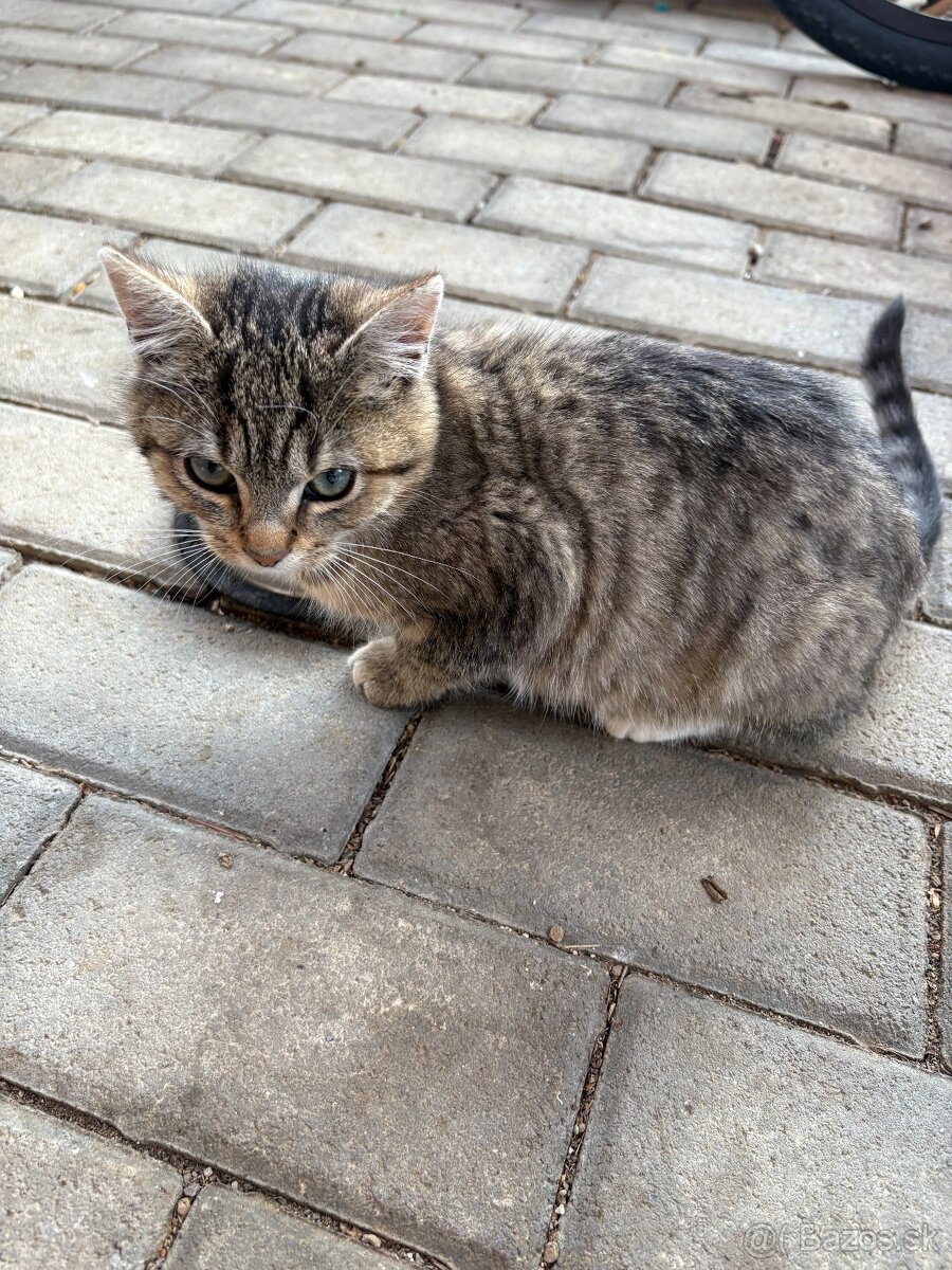darujem macky - 5
