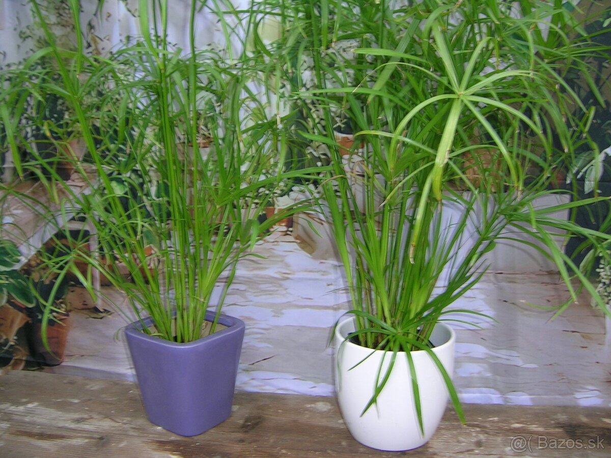 Šachor striedavolistý - Umbrella papyrus - 5