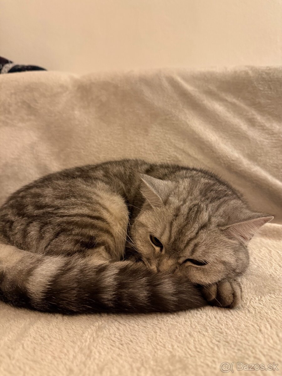 Darujeme mačičku - 5