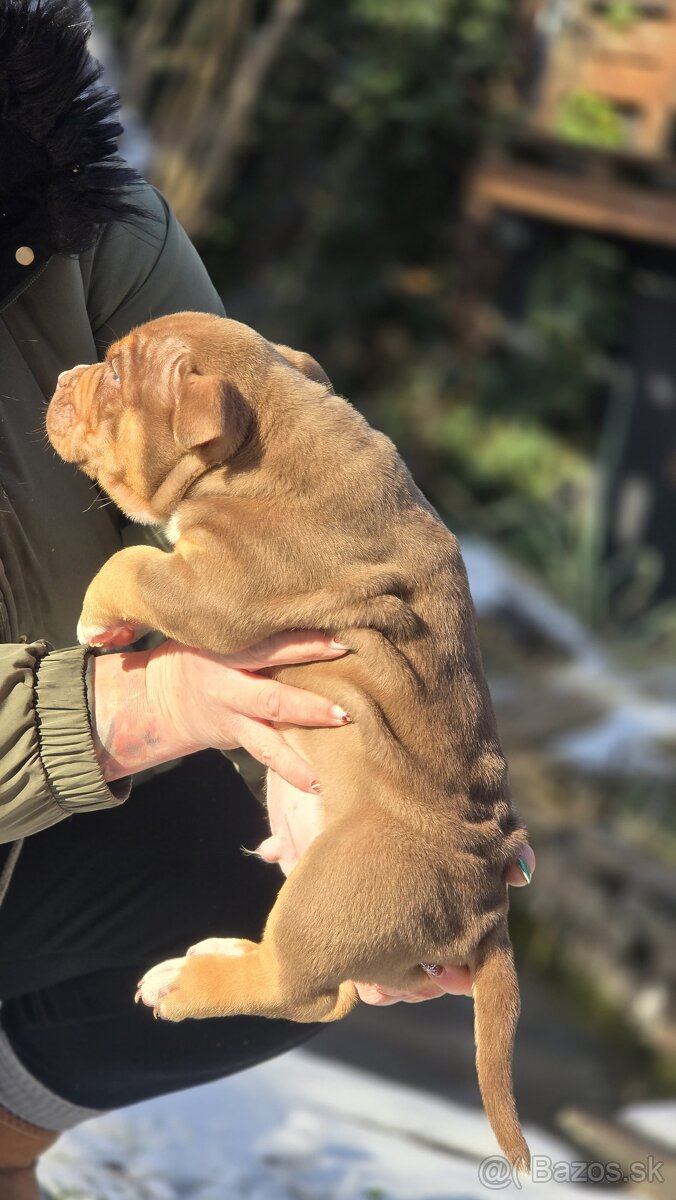 American Bully štandard - 5