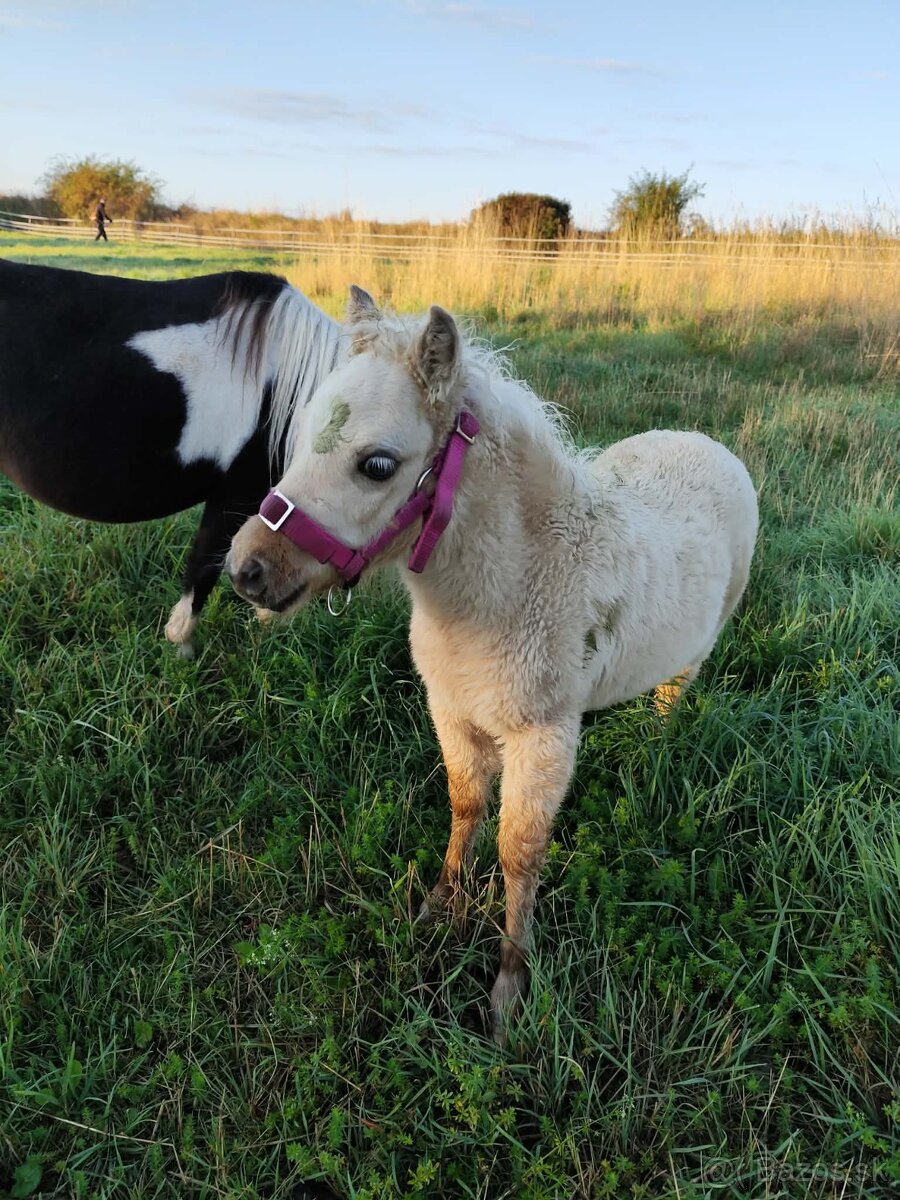 Americký miniaturní kůň - minihorse - 5