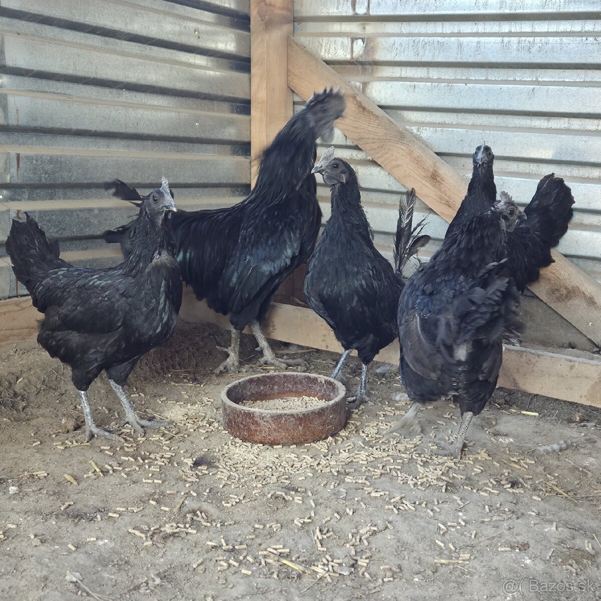 Chovny kmeň Ayam cemani - 5