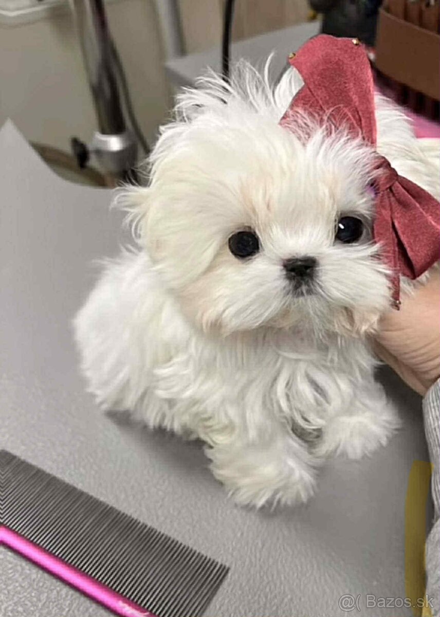 Mini Maltezák - 5
