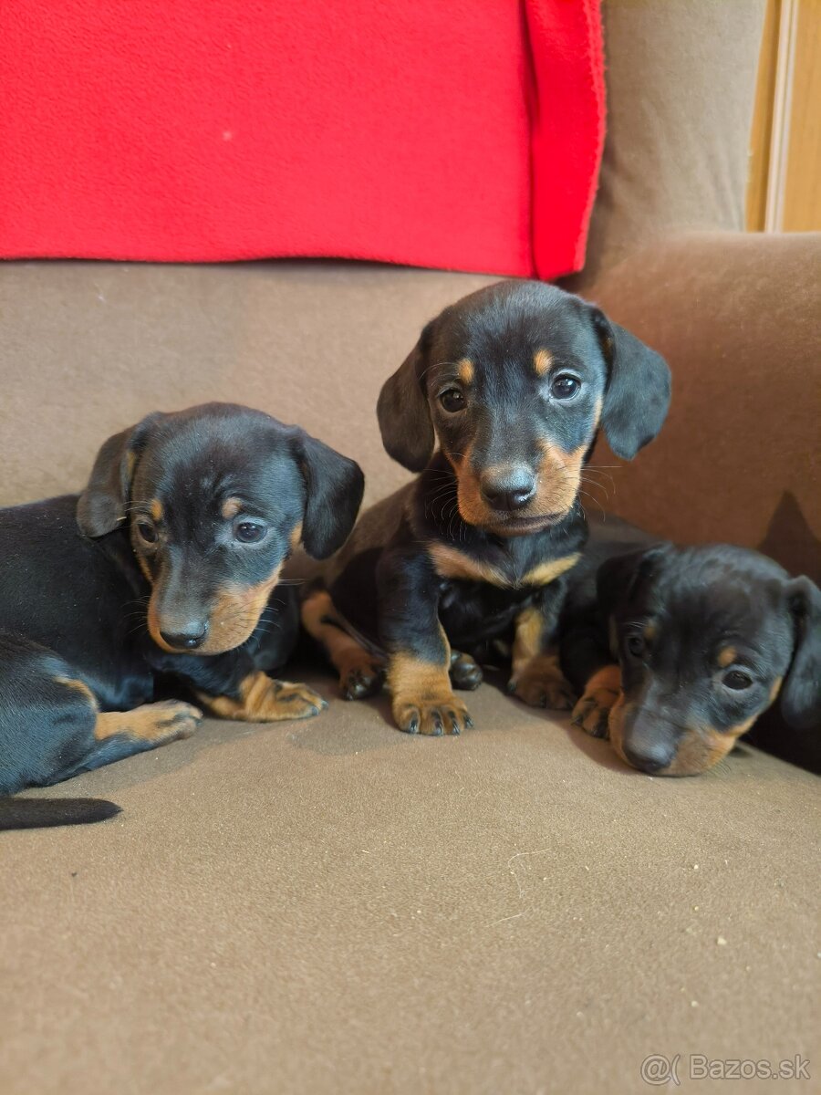 Jazvečík krátkosrstý - 5