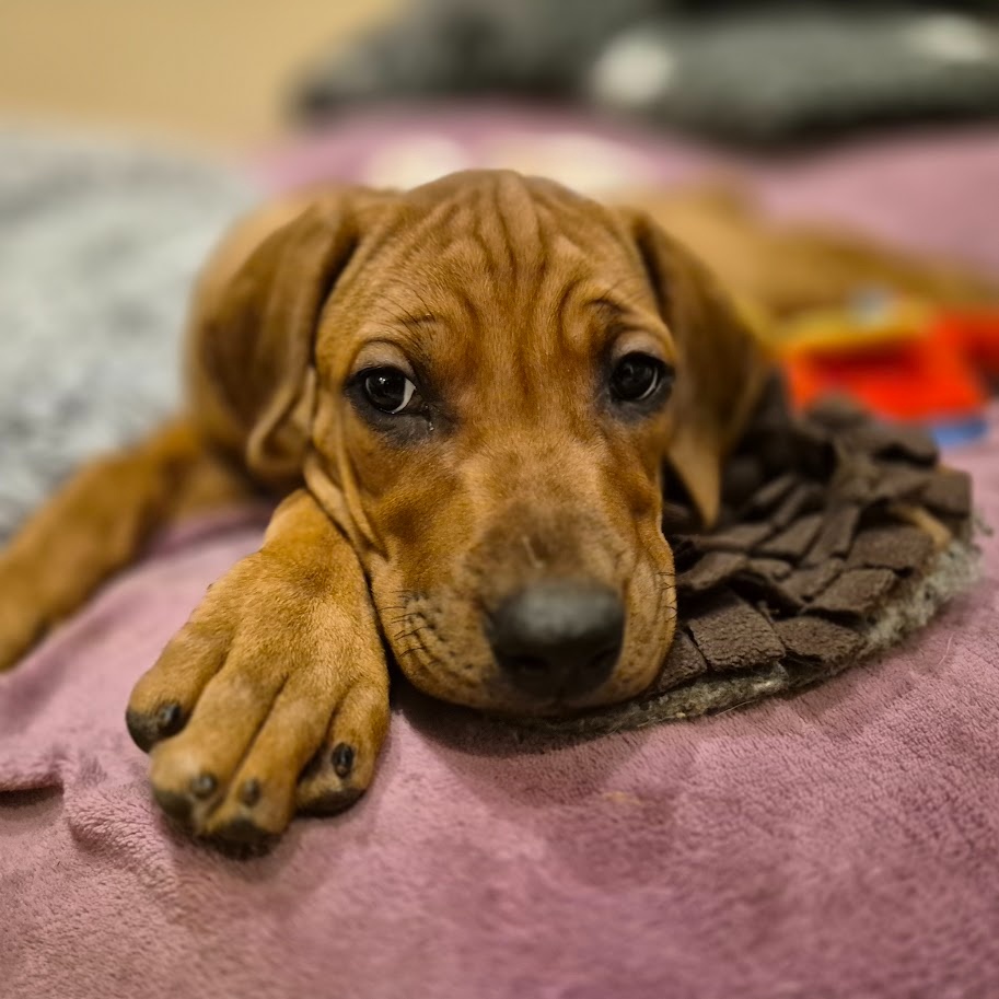 Rhodesian Ridgeback - vymazlená štěňátka s PP - 5