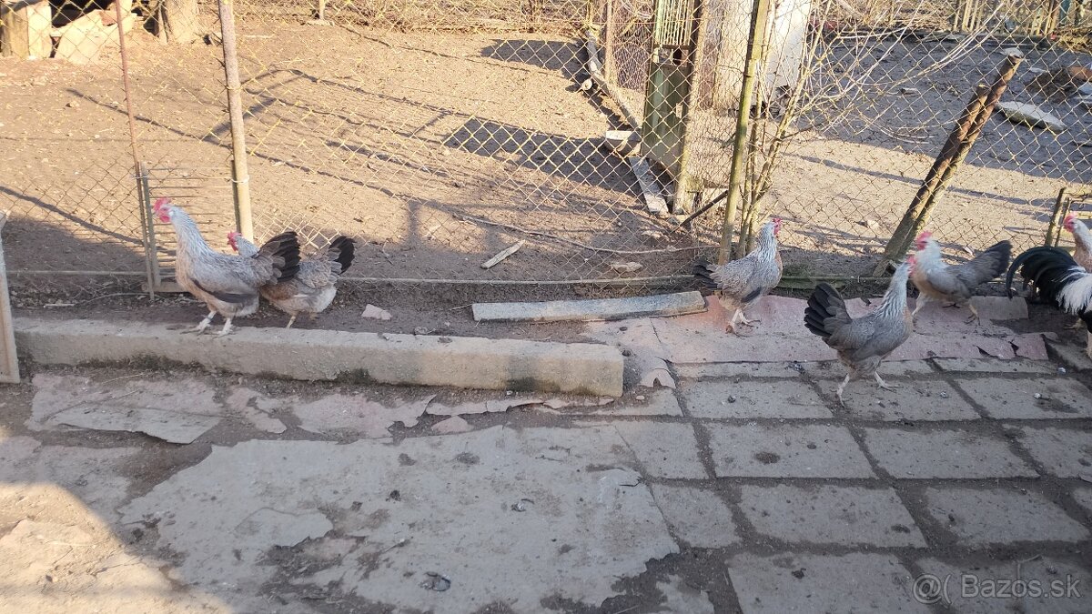 Vlaska striebornokrka - 5