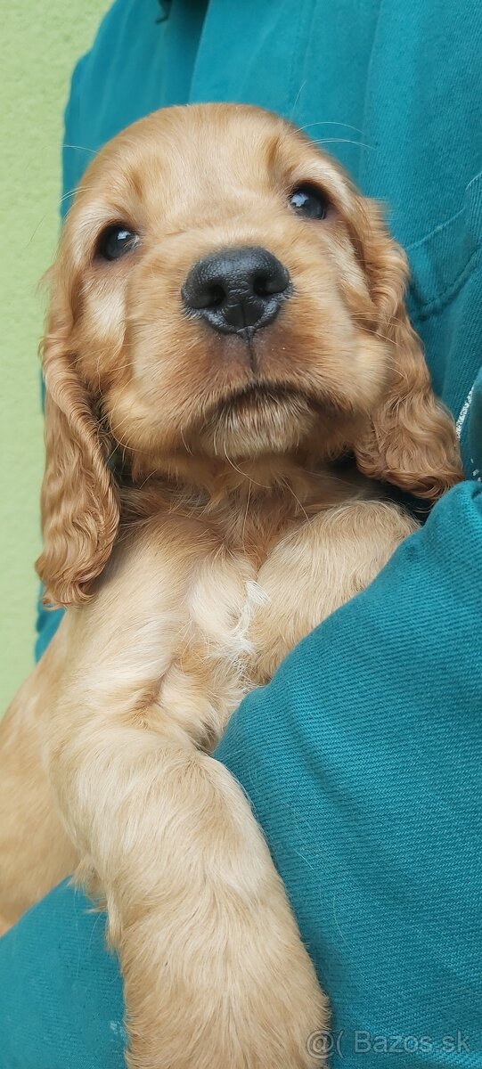 Anglický kokeršpaniel - 5