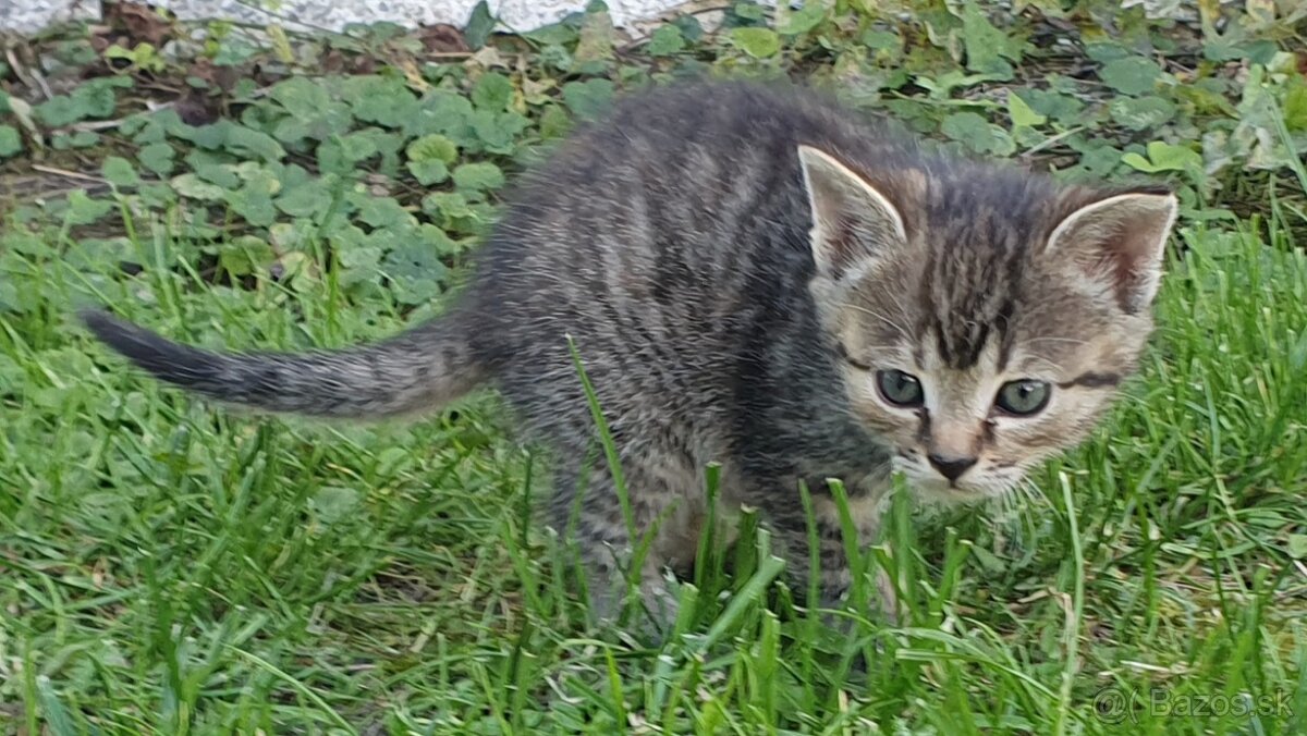 Mačičky (1x mačička, 1x kocúrik) 2-mesačné - 5