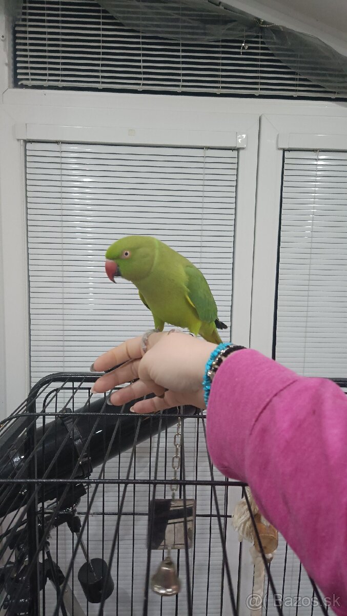 Papagáj Alexander malý - samička KIWI - 5