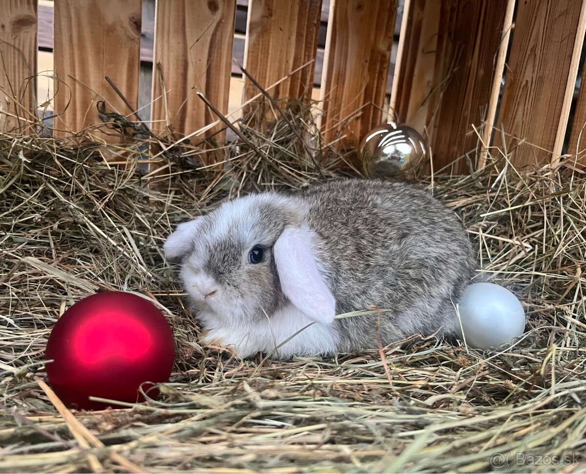 Zakrslý baranček (Minilop) - 5