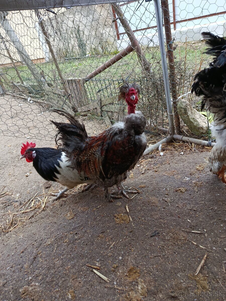 Lakenfeld,brahman,USA hodvabnicka - 5