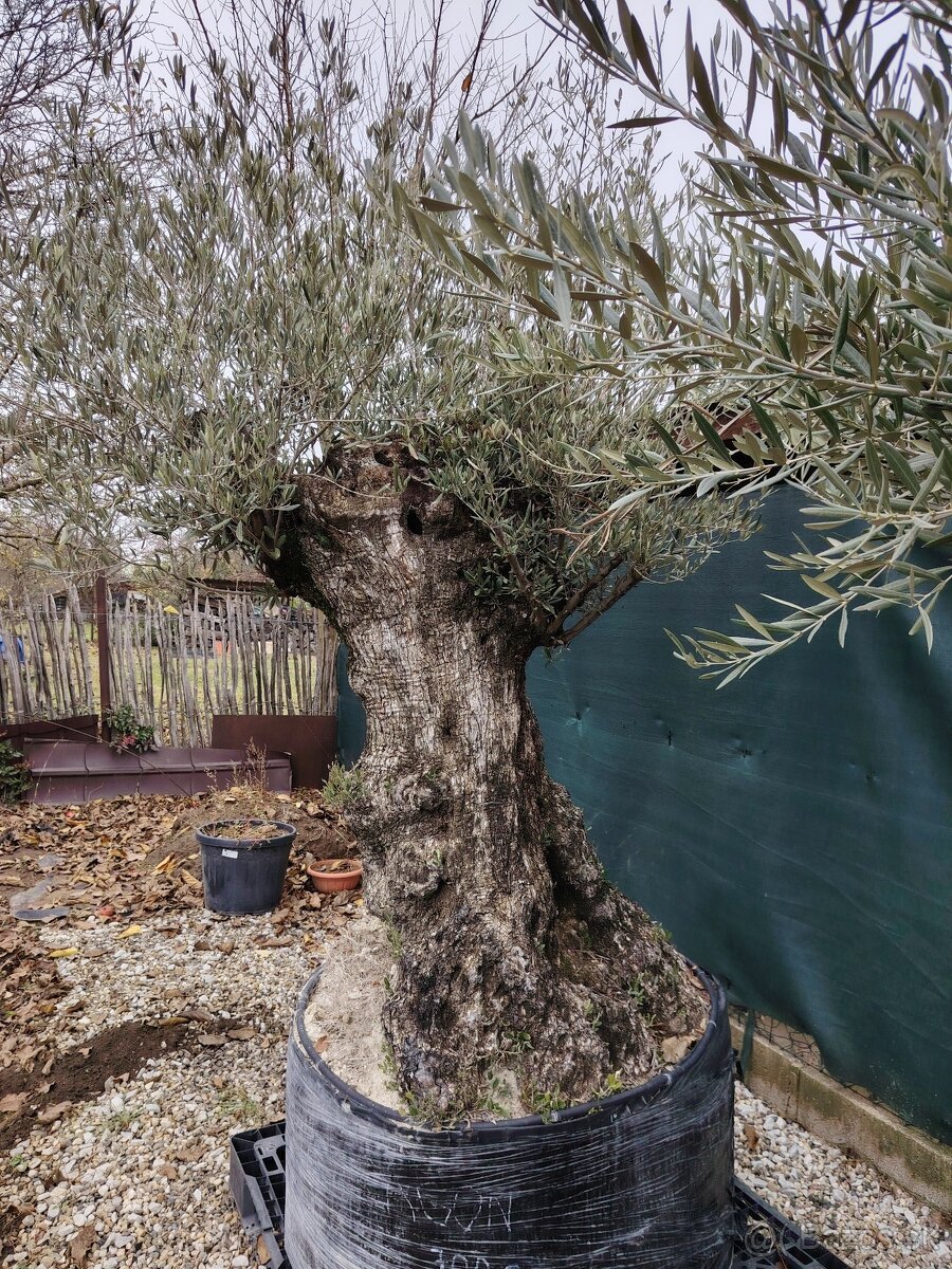 Olivovník europea - 5