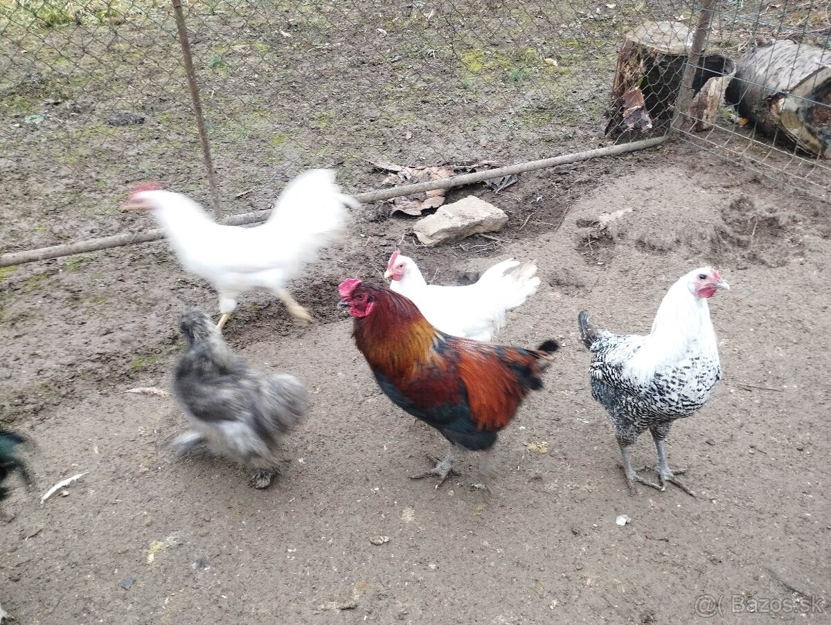 Kohúti na predaj - 5