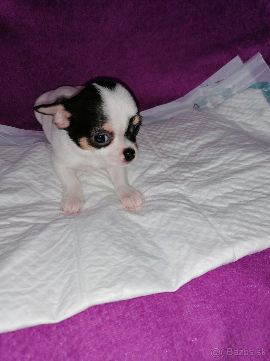 Čivava krátkosrstá - 5