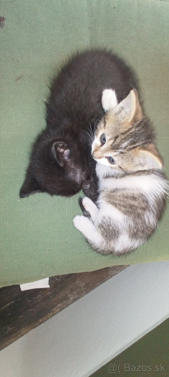 Darujem mačiatka - 5