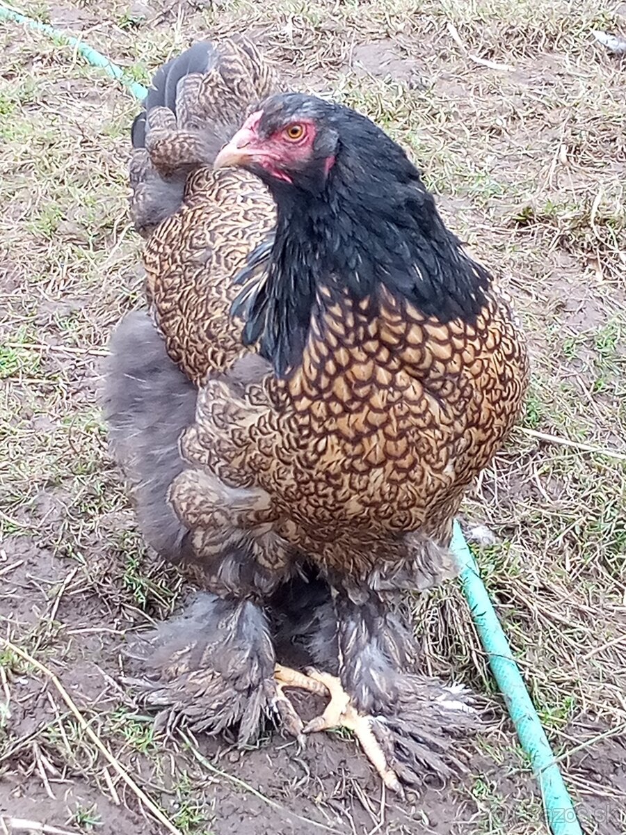 Brahmanka zlato čierna vajcia - 5