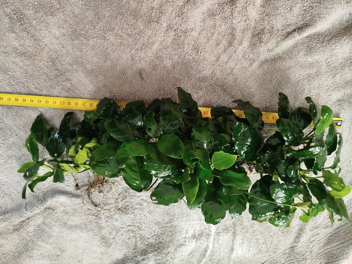 Predám veľké Anubiasy - 5