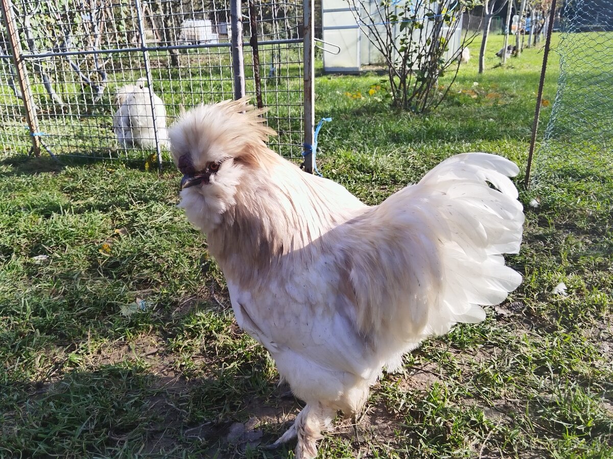 Kohúty Hodvabnicky - 5