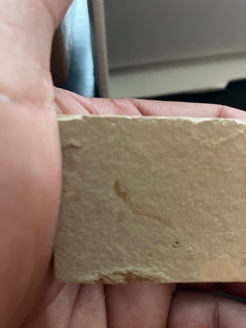 Fosília, skamenelina, rybka - inzerát č.10 Libanon - 5