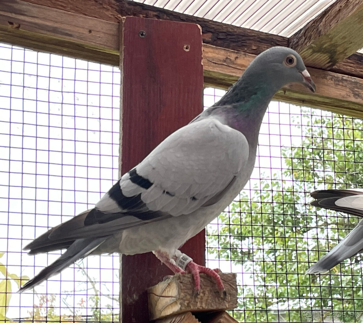 Poštové holuby - 5