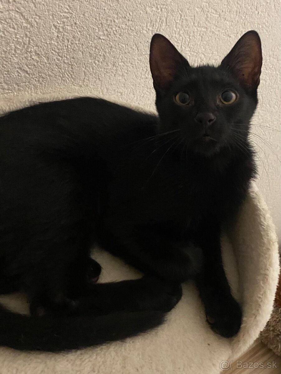 Zachranene maciatka - 5