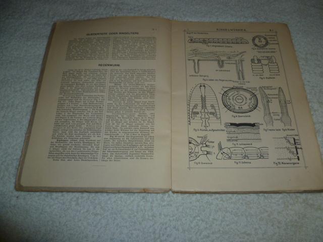 prirodopisny škicar v nemčine rok 1909 - 5