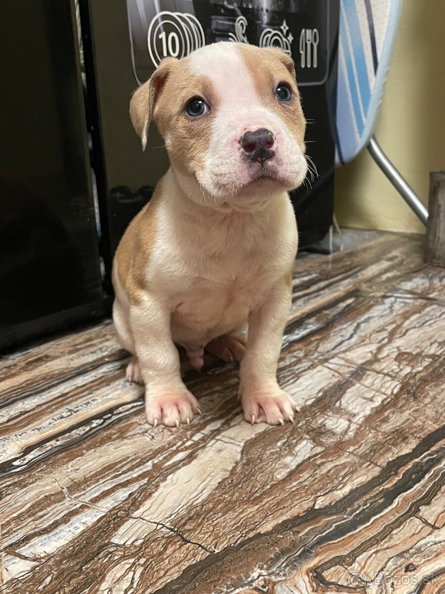 Americký stafordšírsky teriér, Amstaff, Staford - 5