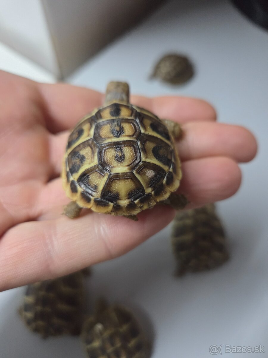 Suchozemska korytnačka zelenkasta - 5