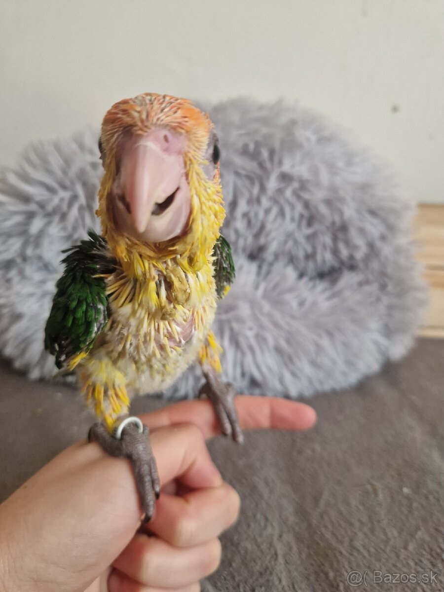 Amazonik bielobruchy - 5