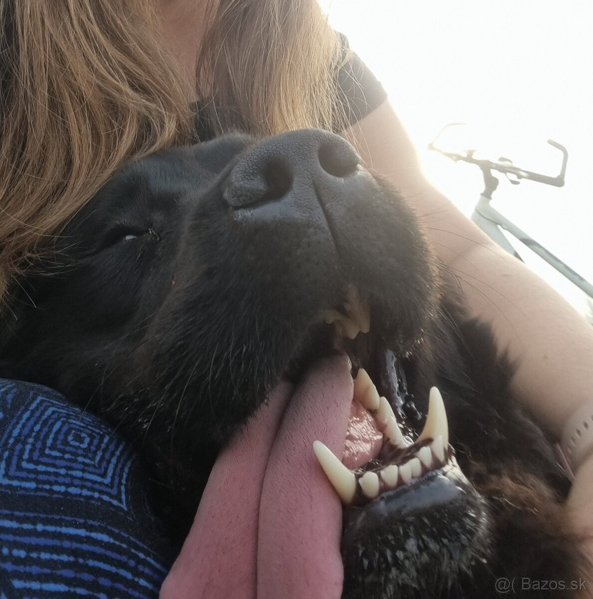 Novofundlandský pes Betty - 5