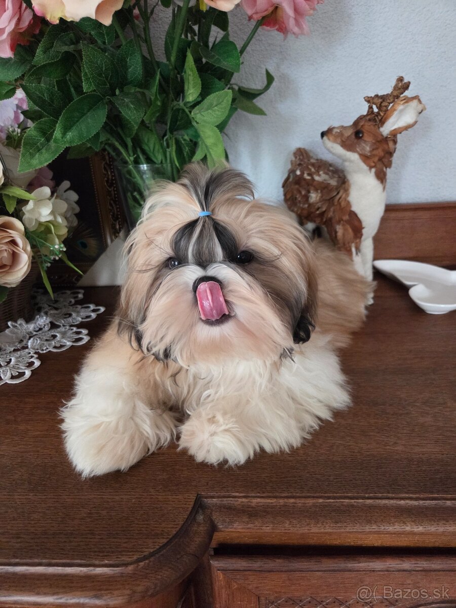 Shih tzu s pp FCI - 5