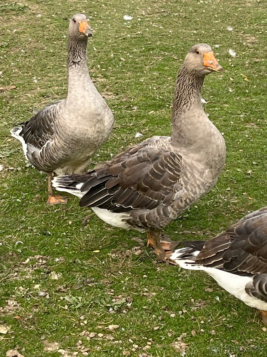 Landenské húsky - 5