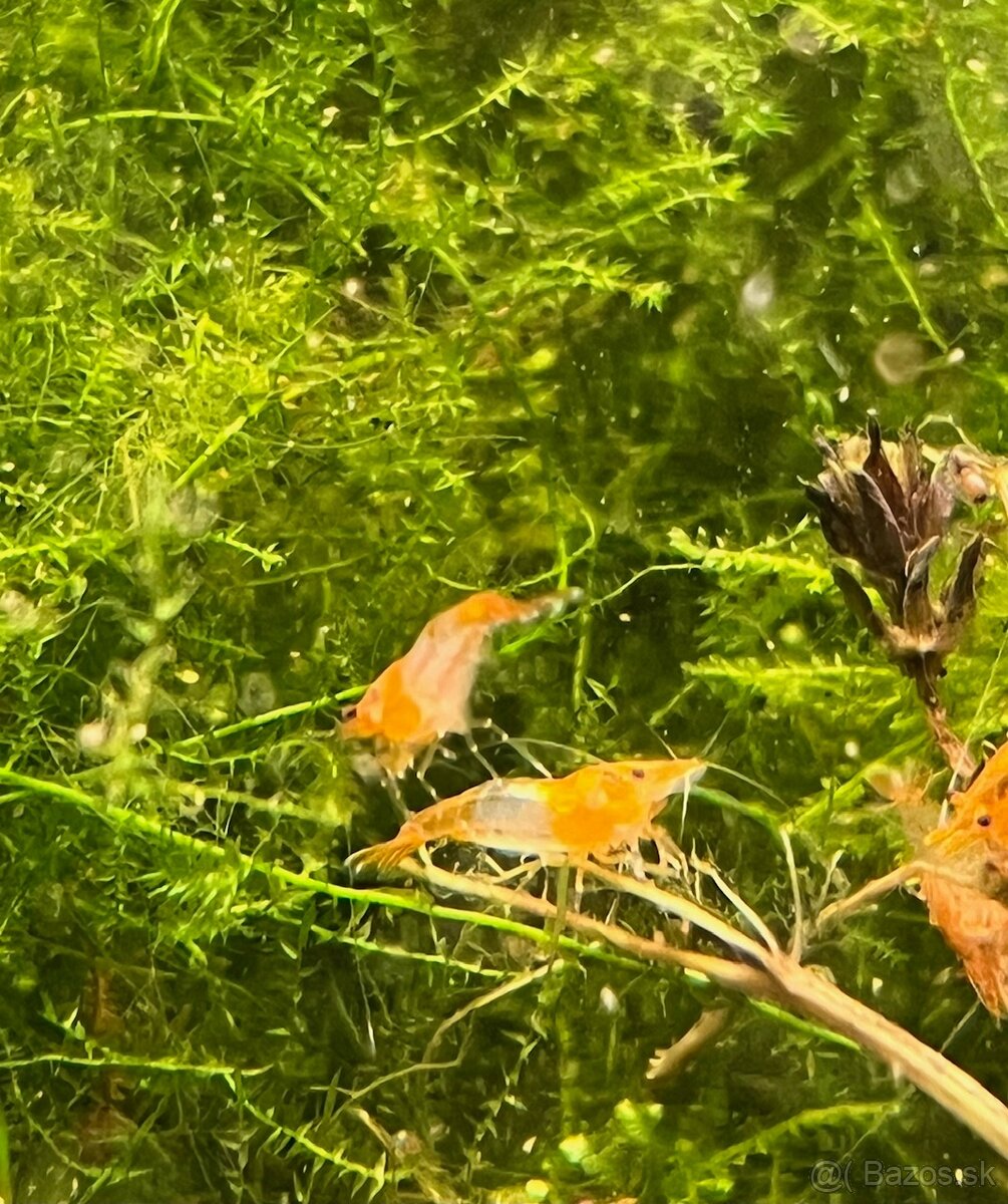 Krevetky Neocaridina - 5