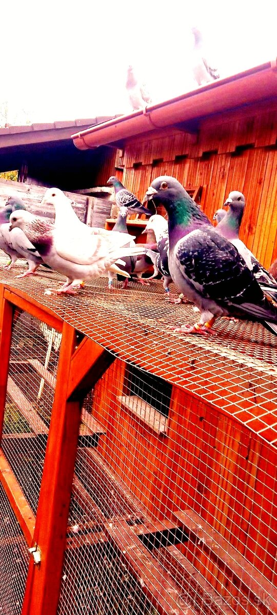 Poštové holuby samčeky - 5