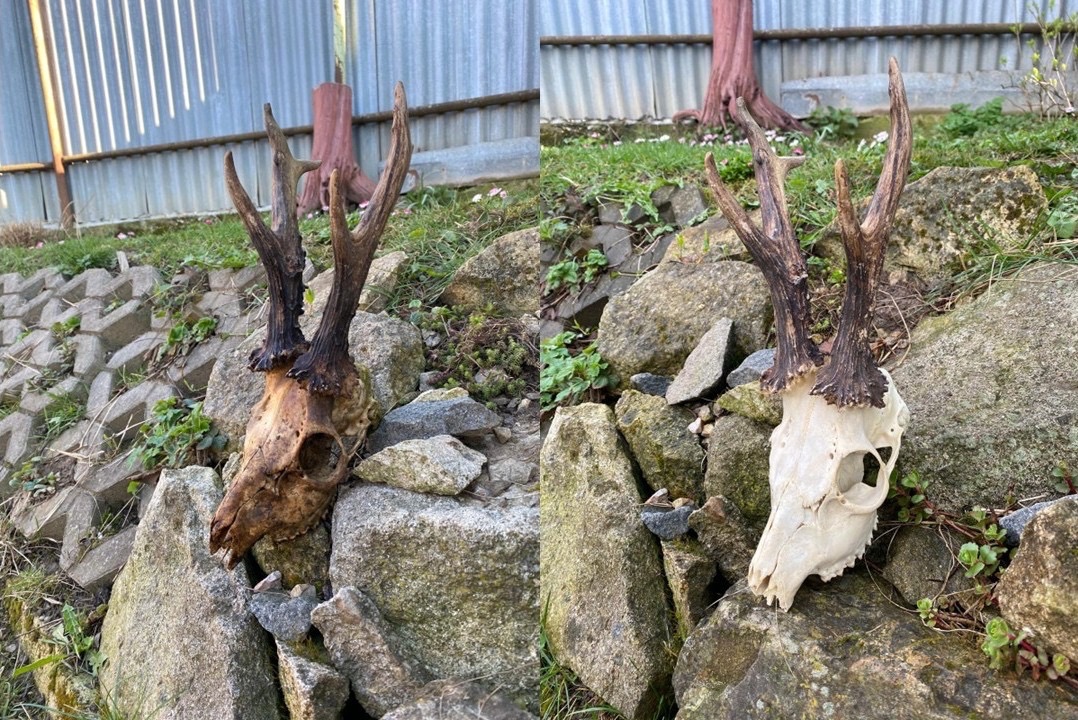 Vyváranie poľovníckych trofejí - 5