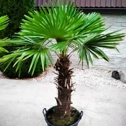 Mrazuvzdorne palmy trachycarpus Fortunei - 5