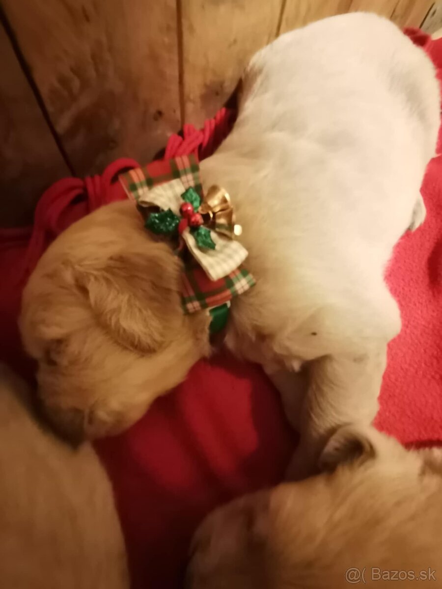 Zlatý retriever - 5