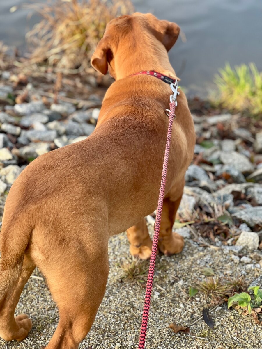 Bordeauxská doga s PP pes - 5