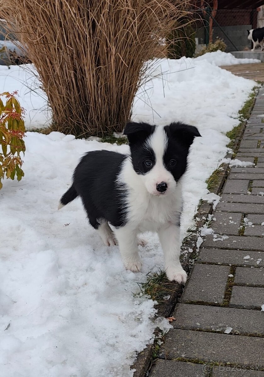 Border kolia - psík - 5