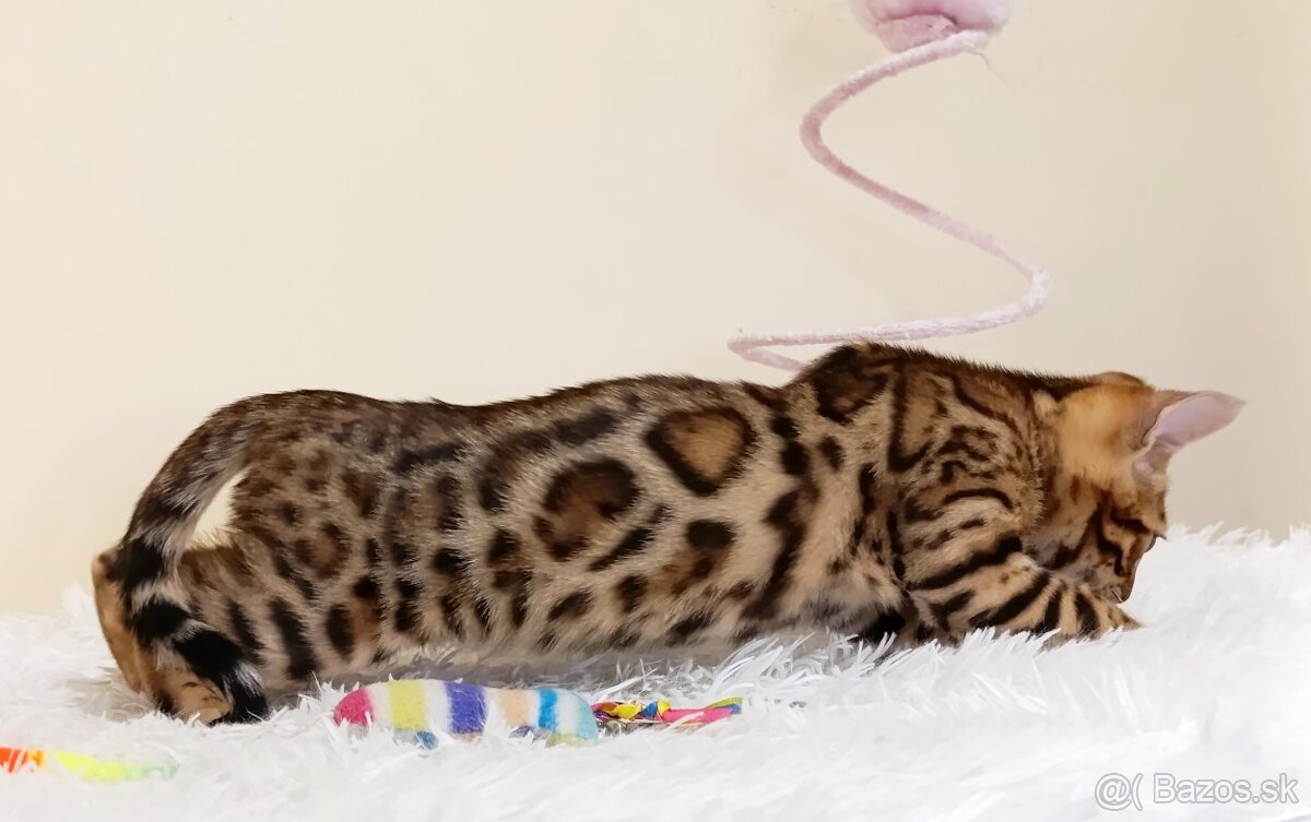 Bengálske mačiatka na predaj - 5