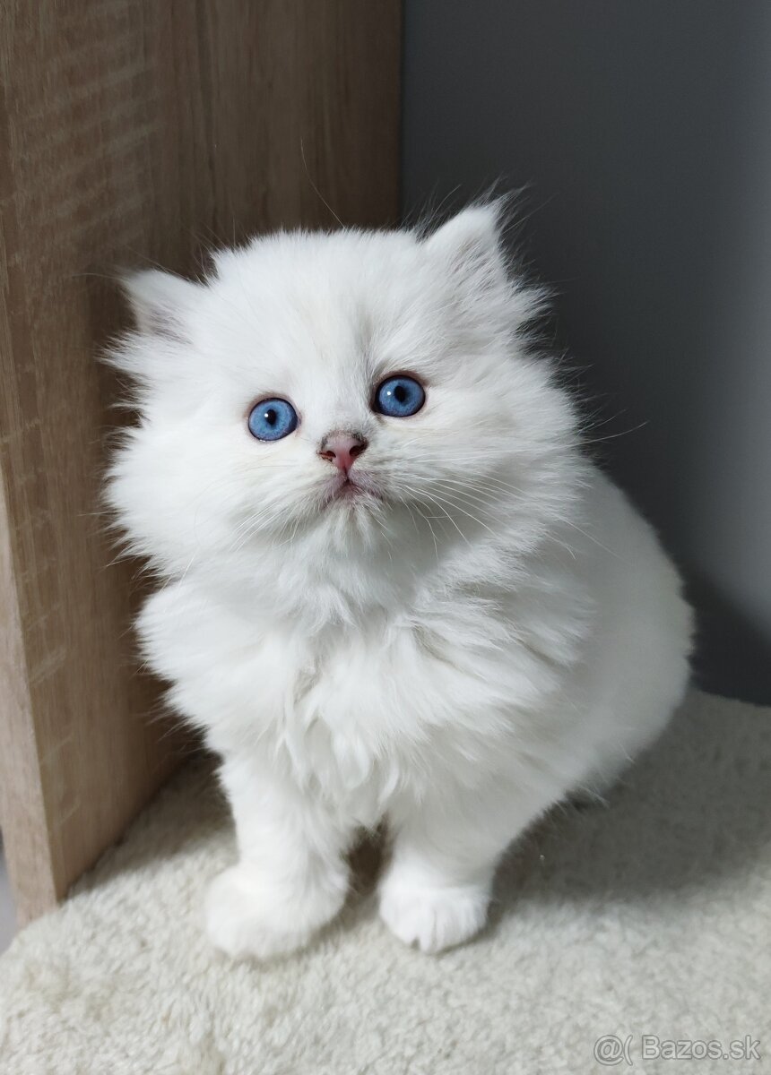 Britské mačiatka s PP❤️extra kvalita❤️ - 5