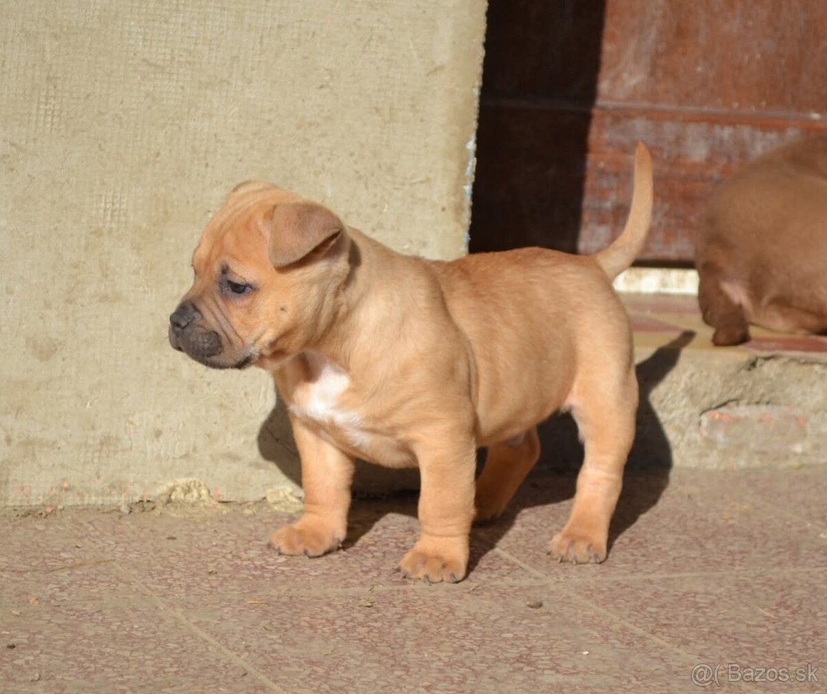 American bully pocket / shar pei (odber 14.11) - 5