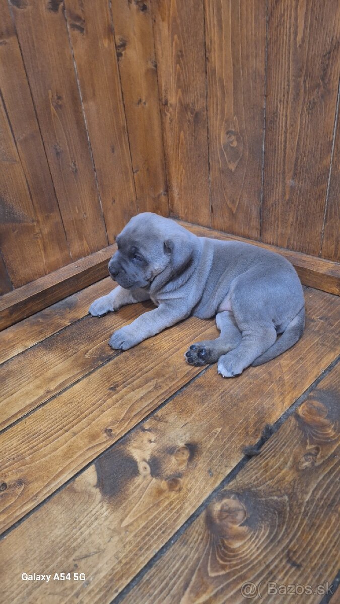 cane corso - 5