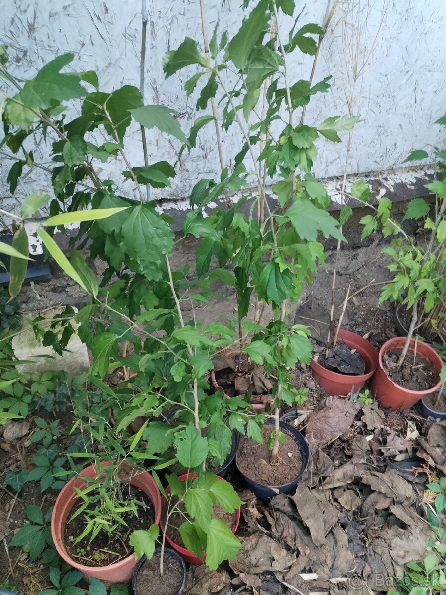 Ibišteky sirske - 5