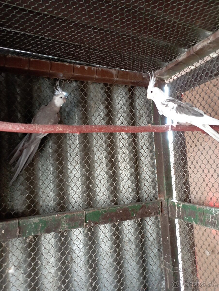 Predám vtákov. - 5